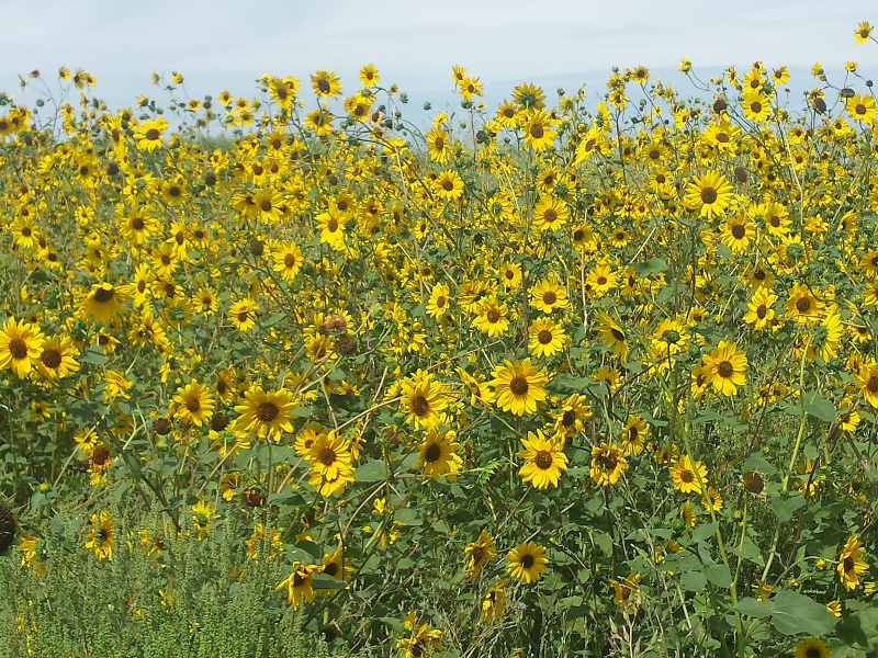 Five Simple Steps to Greener Eating