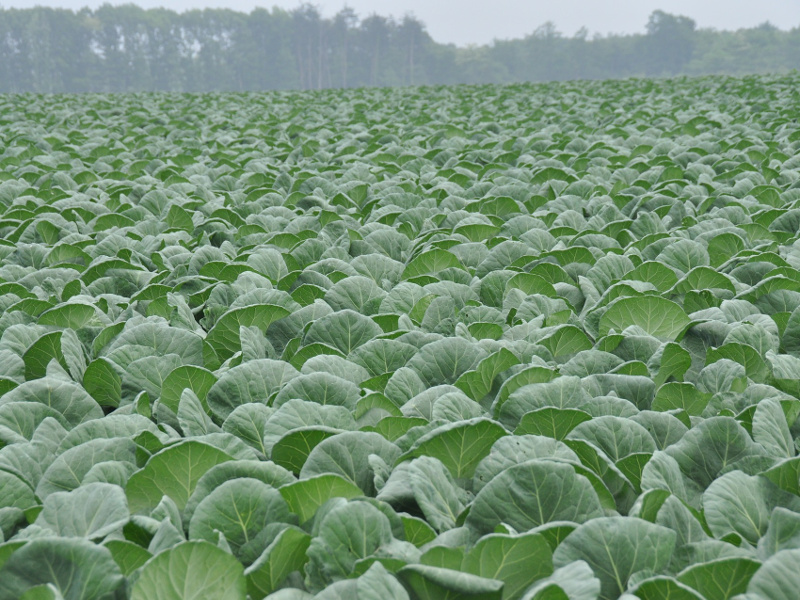 Cabbage Dishes From East to West