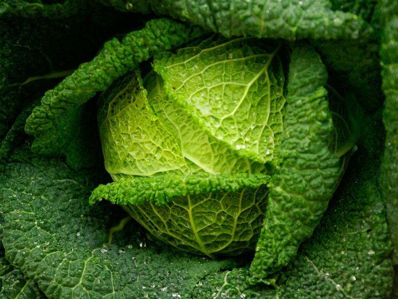 Couple of Good Cabbage Recipes
